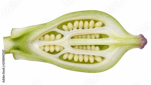 ovules. Macro view inside a white lily's ovary showing tiny ovules. gardening catalogs, home-decor guides, designed for home decor and floral branding and gardening and botanical catalogs.