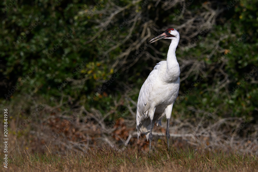 Fototapeta premium Whooping Crane