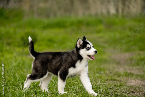 Photos A blue-eyed Siberian Husky puppy is captured mid-stride while exploring a green field