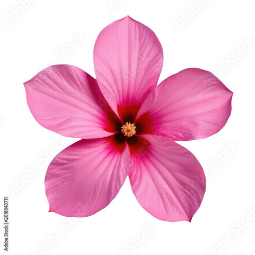 A single pink flower on a white background, great for designs and prints
