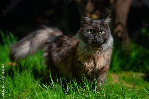 Portrait of fluffy dark cat in the green grass at night