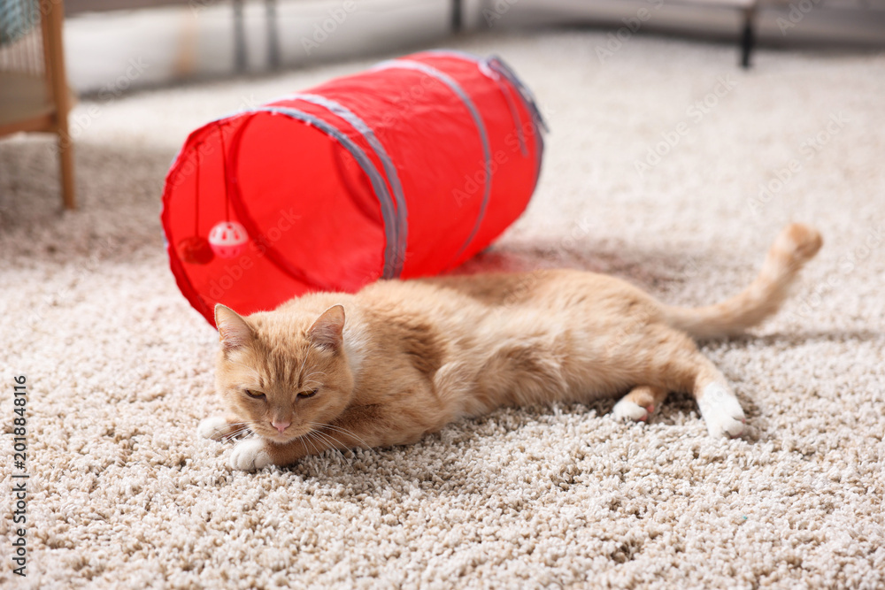 Fototapeta premium Cute cat resting on carpet and toy tunnel at home