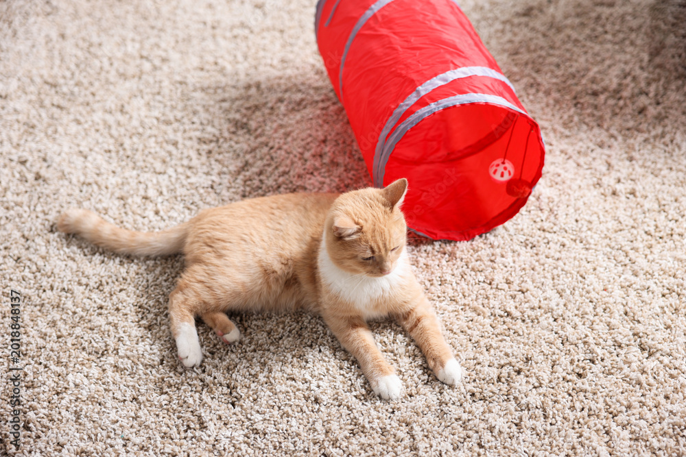 Fototapeta premium Cute cat resting on carpet and toy tunnel at home, above view
