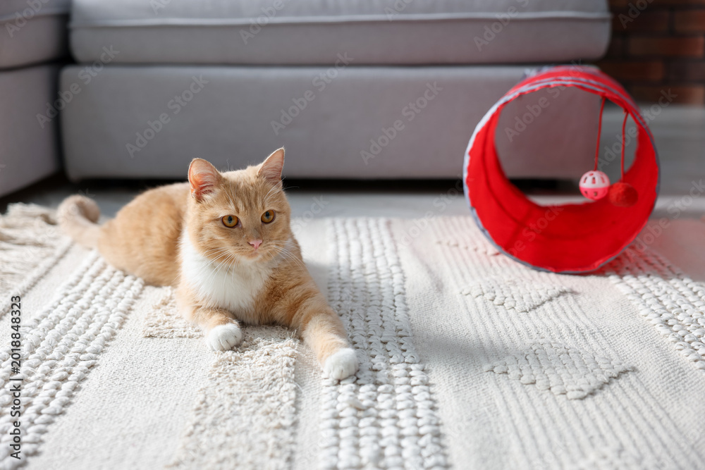 Fototapeta premium Cute cat resting on carpet and toy tunnel at home