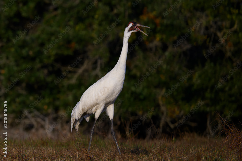 Fototapeta premium Whooping Crane Calling