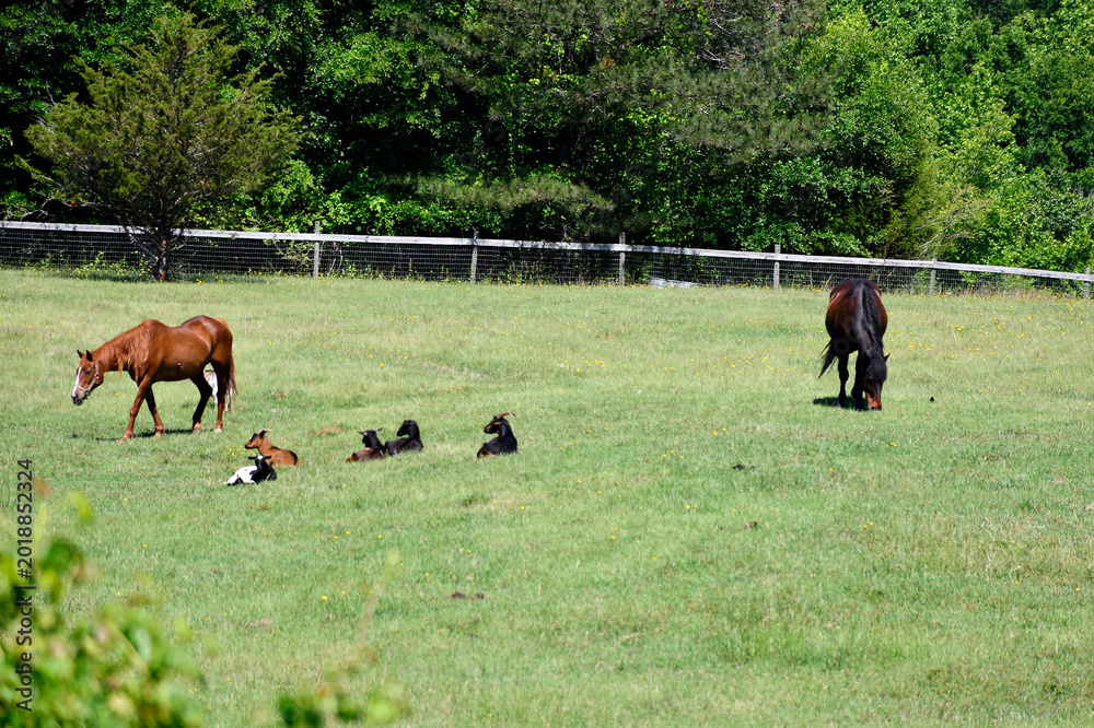 Naklejka premium horses grazing in a field