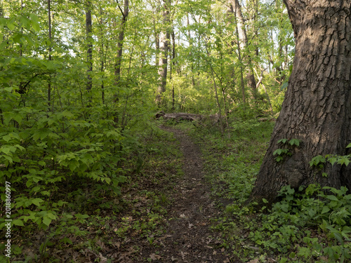 Obraz na plátně Narrow dirt hiking trail winding through a lush green deciduous forest with a la