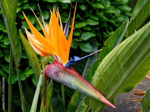 Bird of Paradise Flower - Beauty of nature
