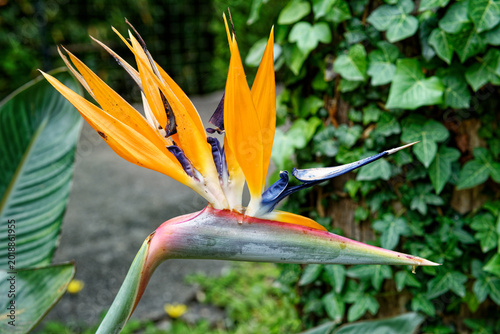Bird of Paradise Flower - Beauty of nature