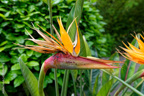 Bird of Paradise Flower - Beauty of nature