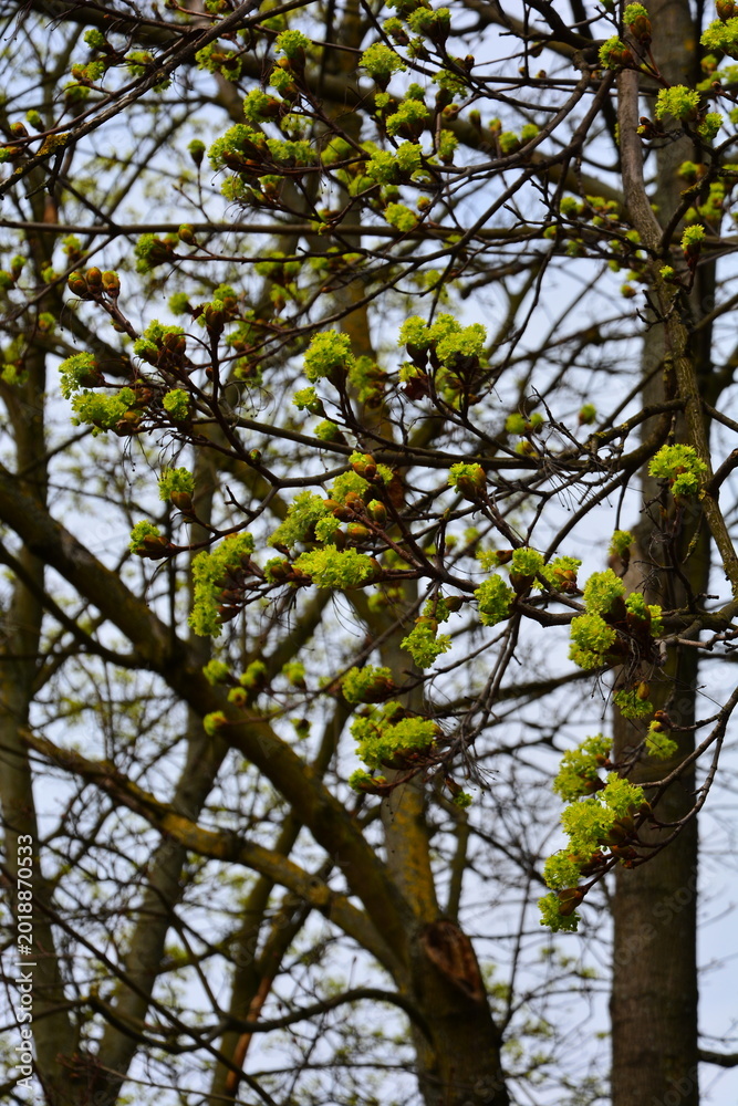 Fototapeta premium Tree branches with young green buds against the sky