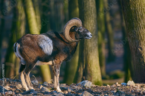 Fotografie Amazing european mouflon ,, ovis aries musimon ,, in its natural environment, Ca