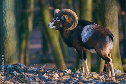 Foto Amazing european mouflon ,, ovis aries musimon ,, in its natural environment, Ca