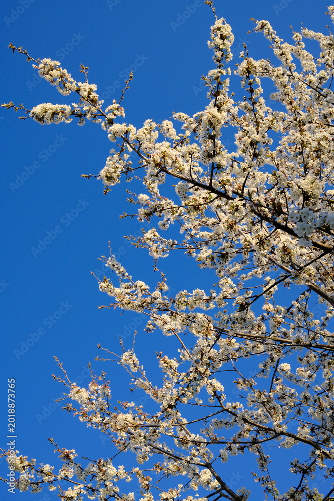 Fototapeta premium White cherry blossoms swaying in wind against bright blue sky. White sweet cherry blossoms on sunny day, close-up