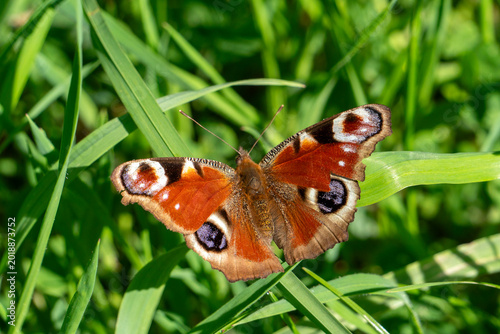 A slightly damaged peacock butterfly (Aglais io) at rest on a blade of grass.  Wings wide open on display