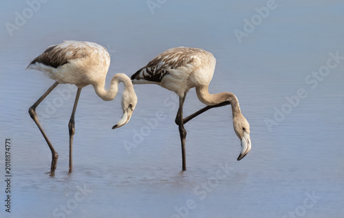 Фотография Flamingoes Without Carotene