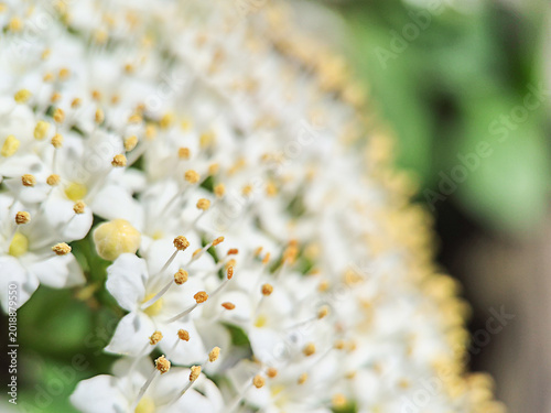 Close up macro photo of blooming elderflower with delicate white blossoms and soft green bokeh background. Natural spring floral texture with selective focus.