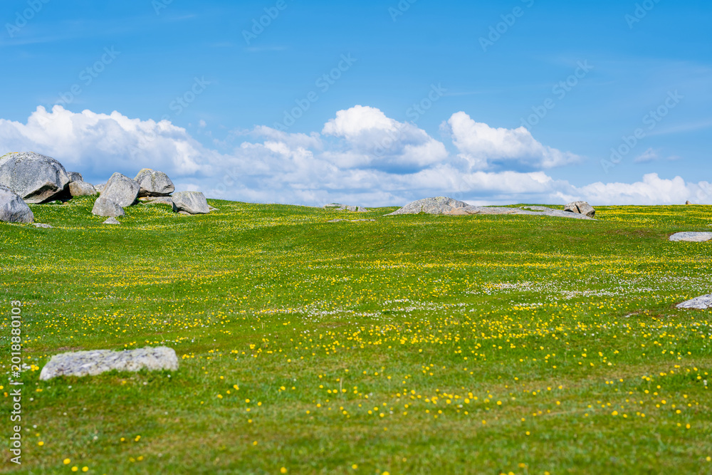 Naklejka premium Wildflower meadow between Dogs Bay and Gurteen Bay near Roundstone, Connemara, Ireland. Yellow buttercups, green grass and limestone boulders on the Wild Atlantic Way.