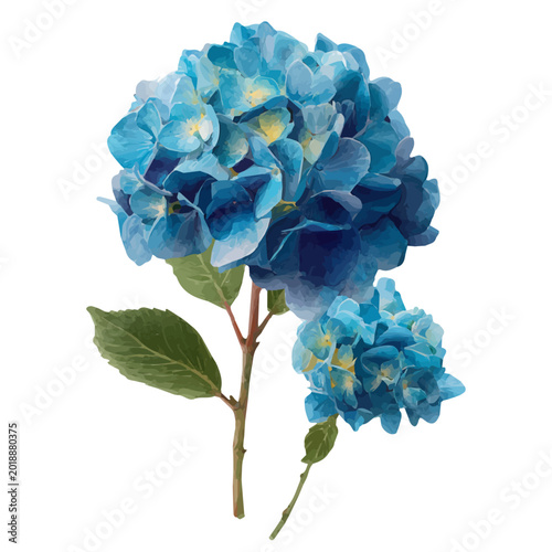 Quadro em tela Hydrangea watercolor vector, hand-painted style, high-quality illustration isolated on white background