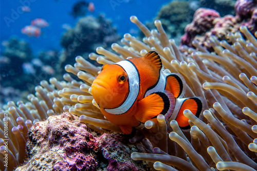 Amphiprion ocellaris clownfish in marine. Orange corals in the background. Colorful pattern, texture, wallpaper, panoramic underwater view. Concept art, graphic resources, macro photography