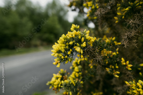 Foto Close-up of blooming common gorse beside a quiet road in Wicklow National Park, Ireland