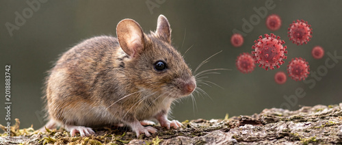 Canvastavla Close-Up Rodent Portrait with Microscopic Virus Concept in Neutral Background