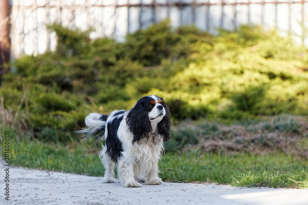 Fototapeta premium Walking Cavalier King Charles Spaniel - small dog breed of the spaniel type