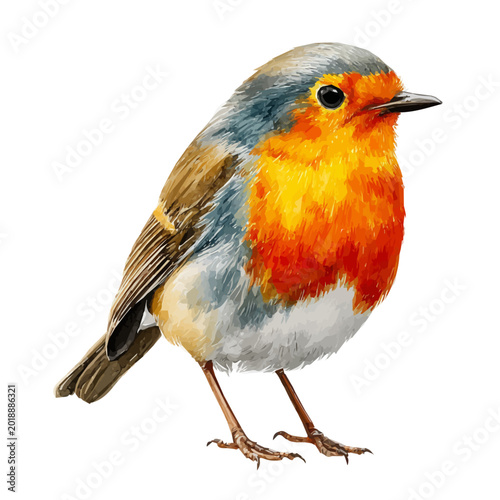 Photos Robin watercolor vector, hand-painted style, high-quality illustration isolated on white background