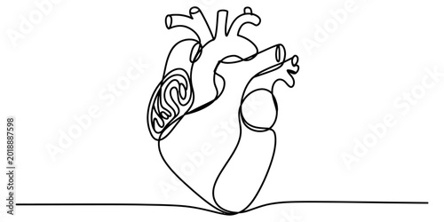 Foto Continuous one line drawing of a human heart organ isolated on white background,