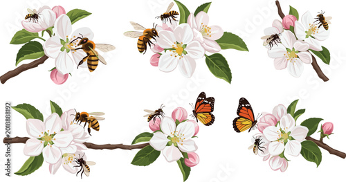 Hand drawn vector set of honey bees and monarch butterflies pollinating white apple blossom flowers on spring branches.