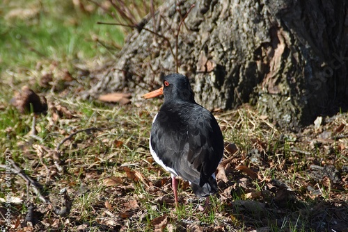 Foto A cute oystercatcher in nature in spring.