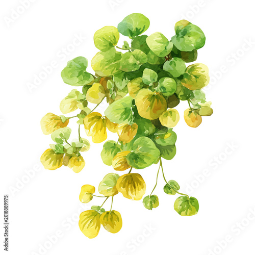 Quadro em tela Creeping Jenny watercolor vector, hand-painted style, high-quality illustration isolated on white background