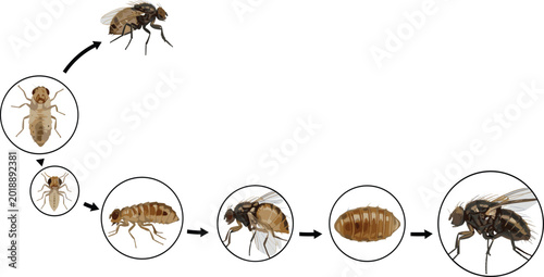 Tableau sur toile Scientific vector illustration of Drosophila melanogaster life cycle stages showing development from eggs to the adult fly