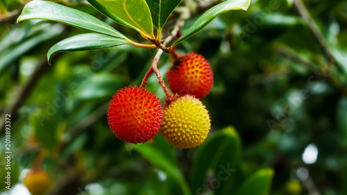 A detailed close-up illustration of ripe lychee fruits hanging from a tree branch surrounded by lush green leaves in a tropical garden