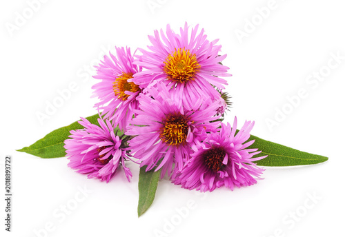 Fényképezés Pink perennial aster flowers on white background.