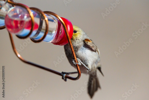 Verdin on a hummingbird feeder