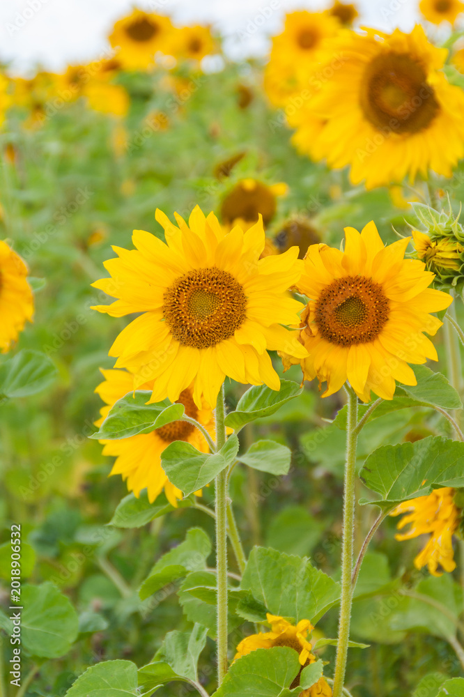 Fototapeta premium Blooming Sunflowers in Summer Field