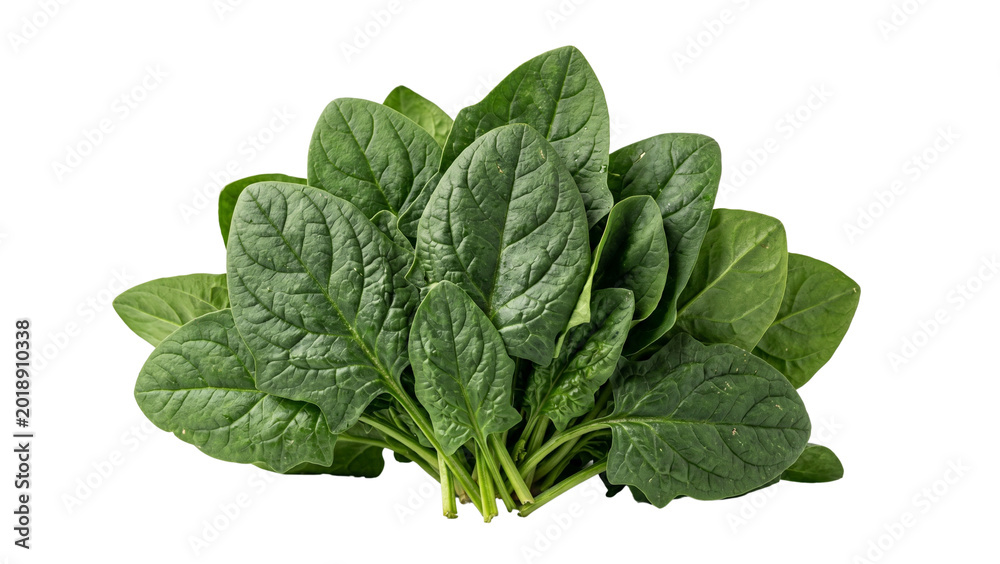 Fototapeta premium Fresh spinach leaves a vibrant bunch on transparent background