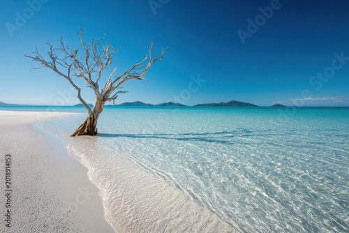 Solitary driftwood tree on pristine white sand at Whitehaven Beach, Whitsundays, Australia