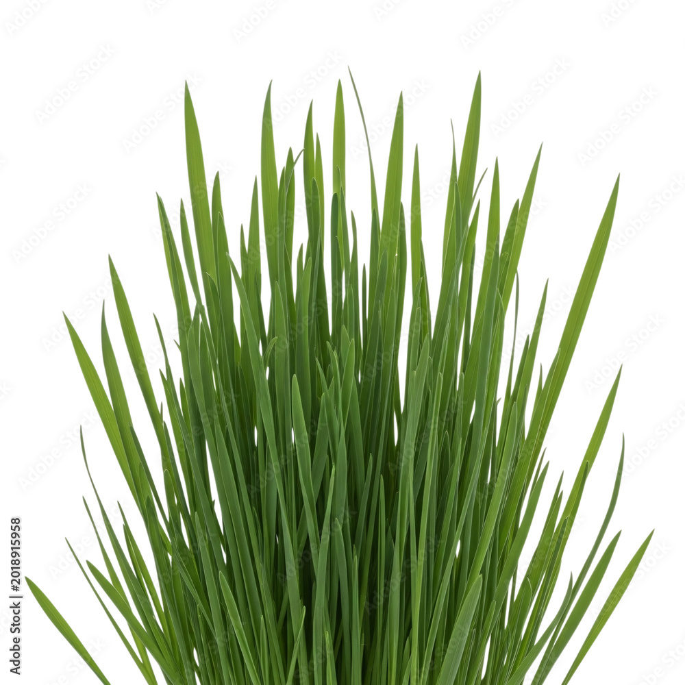 Naklejka premium Lush green grass blades