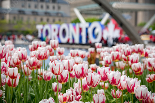 Photography Toronto Sign and Tulips in Spring