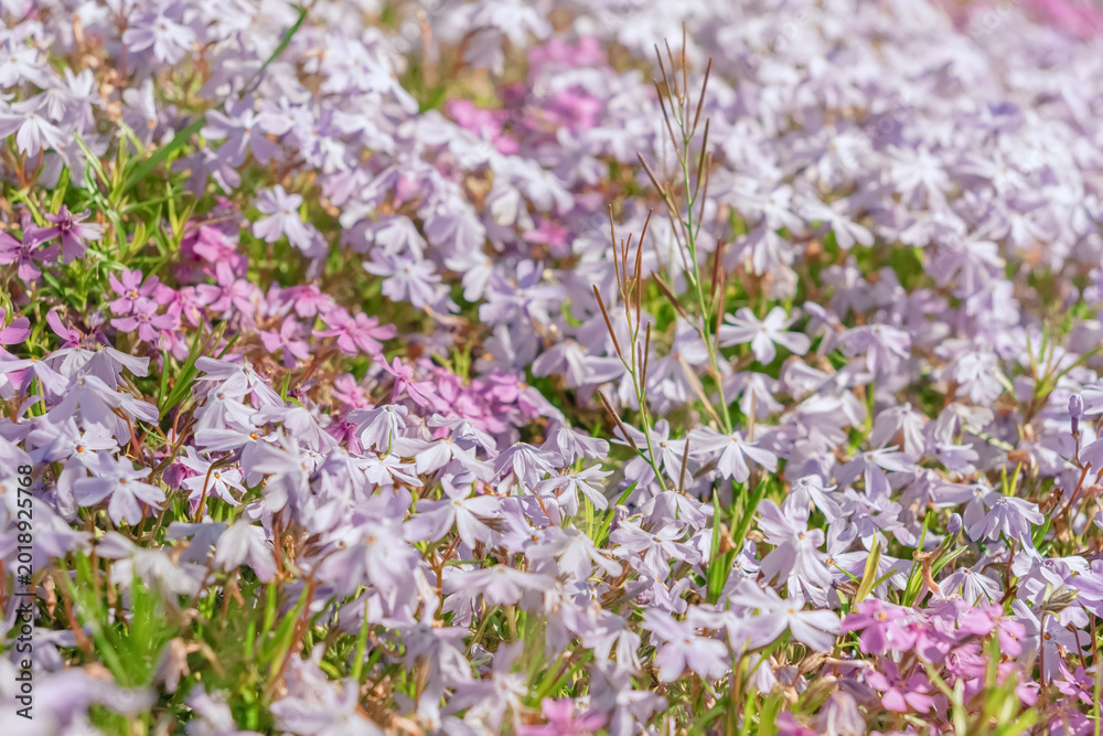 Obraz premium Purple and pink wildflowers bloom densely in soft sunlight. Delicate petals blend with green stems in natural field. Calm and peaceful mood evokes spring or early summer.