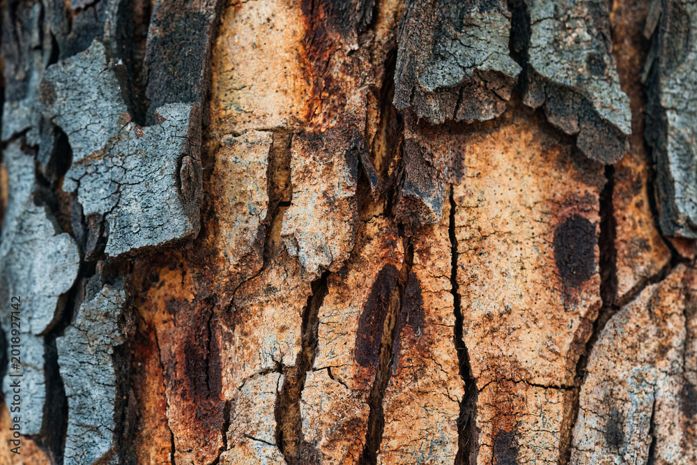 Obraz premium Natural wood bark pattern on old tree trunk surface