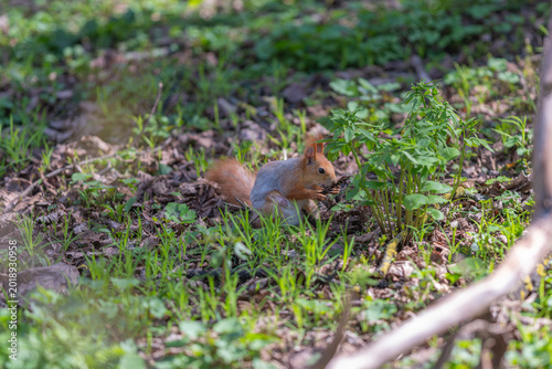 Photos Active red squirrel navigates through scattered leaves in sunlight