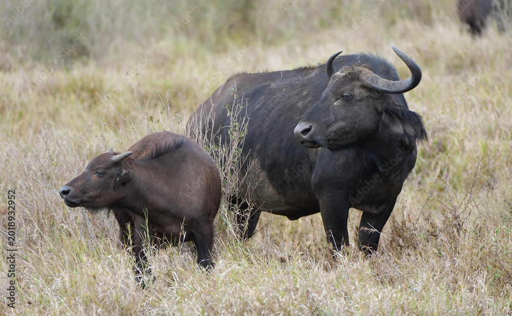Obraz premium Female Buffalo and her calf in the wild