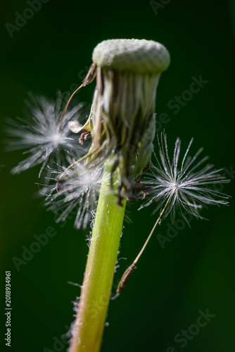 Fotografija Macro detail of a single dandelion seed with its fluffy pappus.