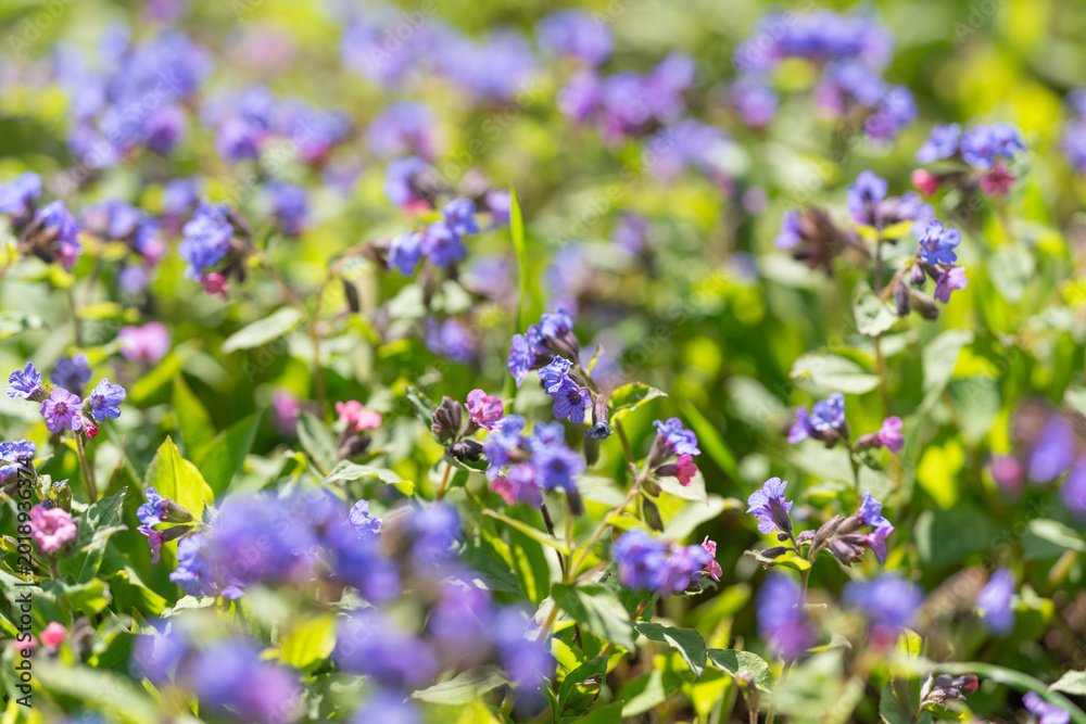 Obraz premium Pastel hued serene floral scene. Soothing blurred image featuring violet blossoms with gentle illumination and pastel color palette for backgrounds and lifestyle photos