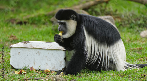 Canvas Print Female Colobus Monkey eating fruit on the grass