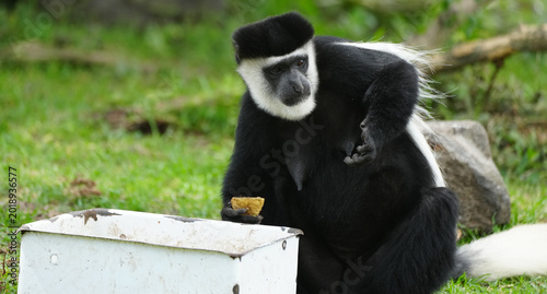 Foto Female Colobus Monkey eating fruit