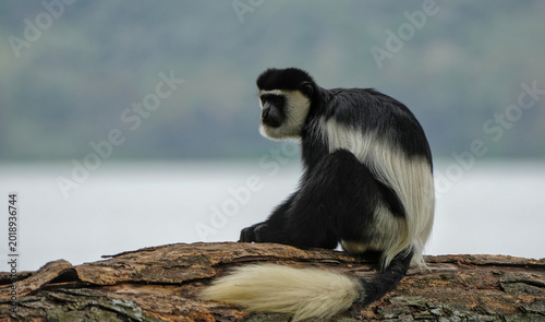 Quadro em tela Colobus Monkey